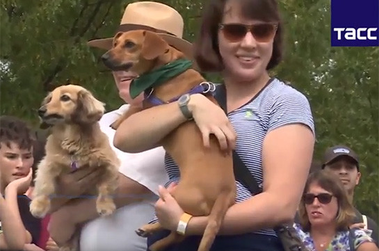 Կարճ վազքուղի՝ երկար շների համար (Տեսանյութ)