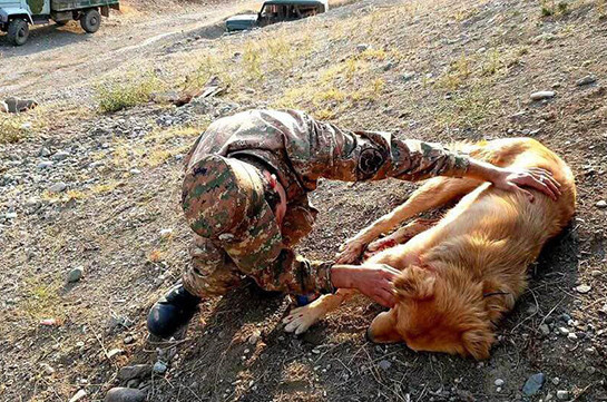 A dog in Artsakh frontline shot by Azerbaijani side