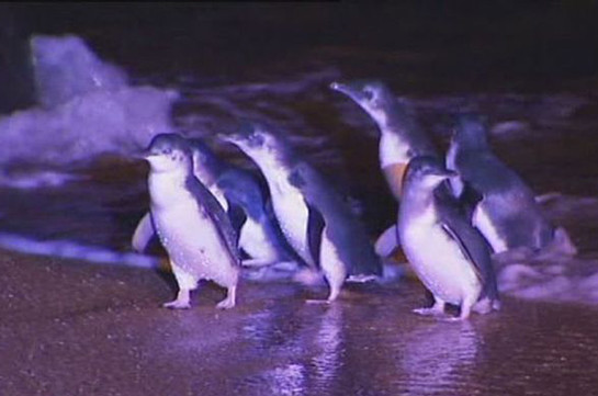 В Австралии собаки загрызли 58 пингвинов