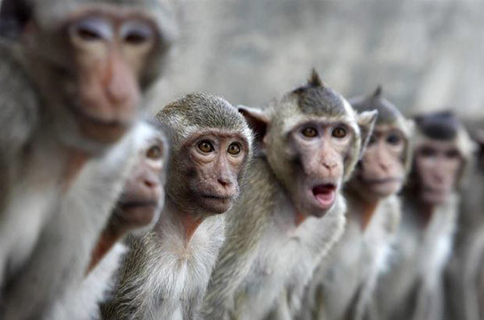 Հնդկաստանում կապիկներն աղյուսով տղամարդու են սպանել