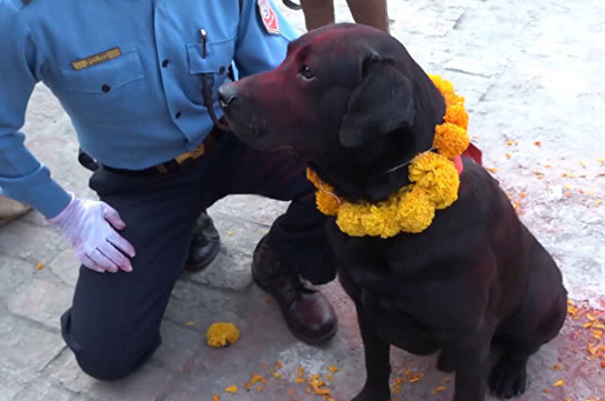 День почитания собак в Непале (Видео)