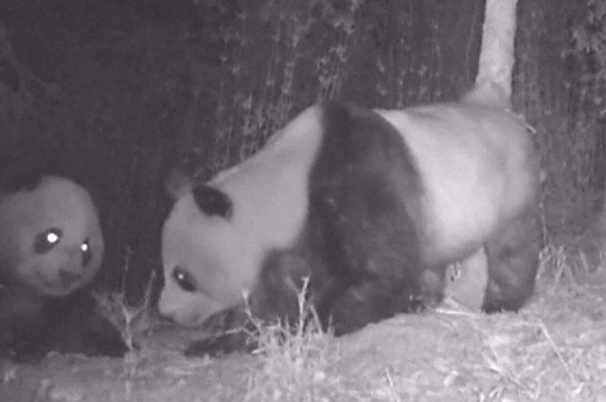 В Китае ночная жизнь диких панд попала в объектив видеоловушки (Видео)