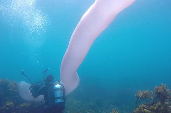 Նոր Զելանդիայի օվկիանոսում սուզորդները հայտնաբերել են առեղծվածային հսկա որդ (Տեսանյութ)
