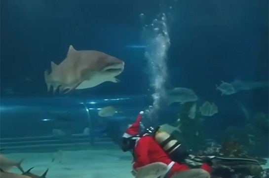Акулы тоже празднуют Новый год (Видео)