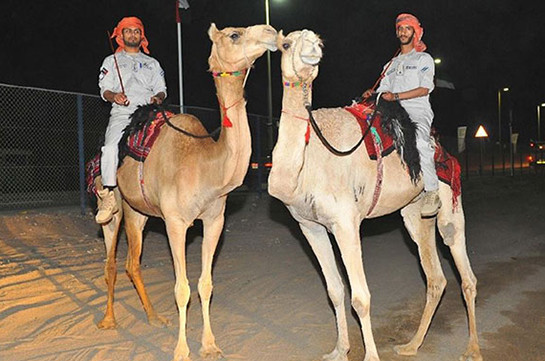 Полиция Абу-Даби будет патрулировать улицы на верблюдах