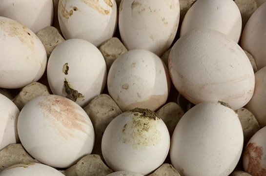 Почему импортированные компанией «Лусакерт» яйца застряли на таможне – председатель Союза птицеводов