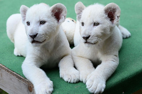 Во Владивостоке воспитывают двух белых львят