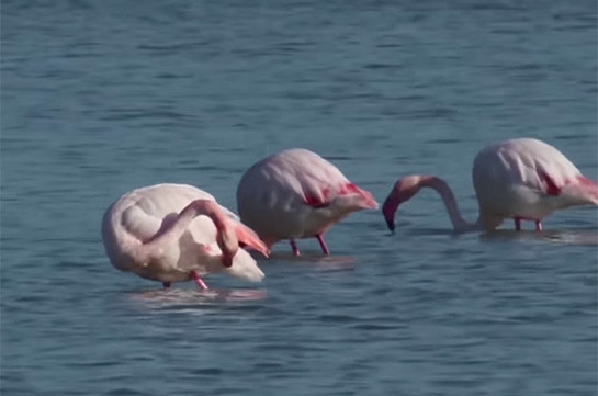 Кипр: время фламинго (Видео)