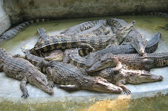 Crocodile eggs to be imported to Armenia to start their breeding