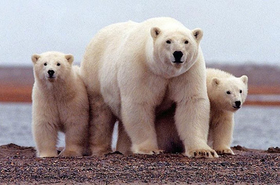 Нашествие белых медведей в Архангельской области