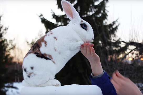 В Финляндии кролик попал в книгу рекордов Гиннесса