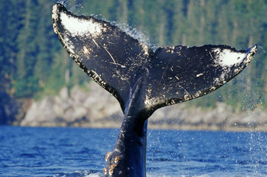 Правительство Исландии продлило разрешение на китовую охоту