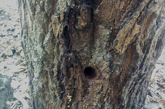 Քաղաքացին ծառերից մեկի բնամասում անցքեր է բացել և լցրել դրանք անհայտ ծագման հեղուկով. Լուսանկարներ