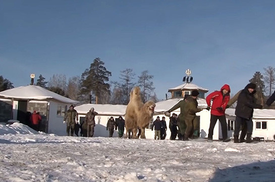 Сожжение пяти верблюдов ради "укрепления России" заинтересовало прокуратуру