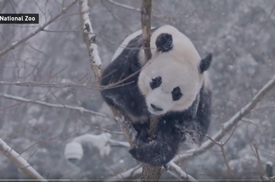 Ролик с кувыркающейся в снегу пандой набирает популярность в Сети (Видео)