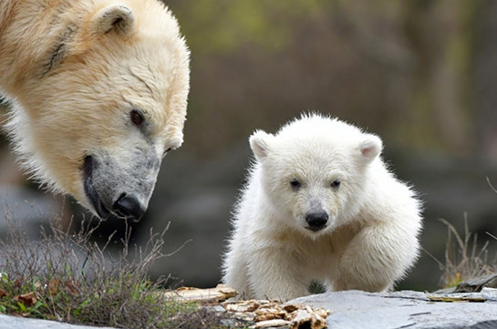 В берлинском зоопарке дебютирует белый медвежонок (Видео)