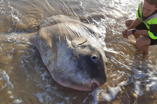 Giant sunfish washes up on beach in South Australia
