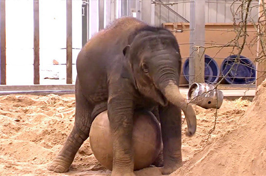 В британских зоопарках жизнь слонов наполняют смыслом
