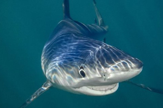 Акула напала на человека в Австралии