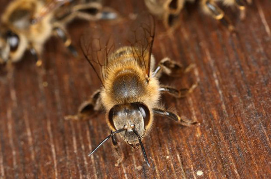 В глазу женщины обнаружили четырёх пчёл