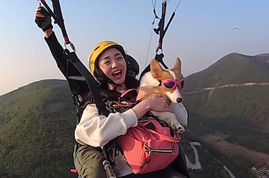 С корги на параплане: в Китае экстремалы покоряют небо вместе со своими собаками