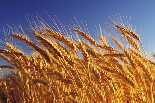 Тарифные ставки на перевозку зерна и шрота снижены на 52%