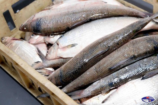 Անօրինական ձկնորսությամբ զբաղվողները սիգը Սևանում վաճառում են 30-40-50 դրամով, իսկ Երևանի ռեստորաններում այն 2-3 հազար դրամ է. Նախարար