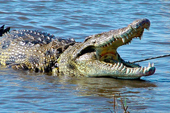 Крокодила-людоеда весом полтонны поймали после серии убийств