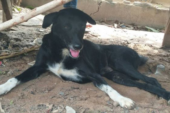 Թաիլանդում շունը փրկել է ողջ-ողջ թաղված նորածնին