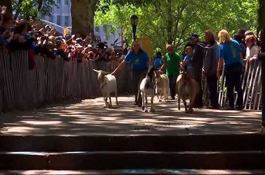 Нью-йоркский парк использует коз вместо химикатов (Видео)