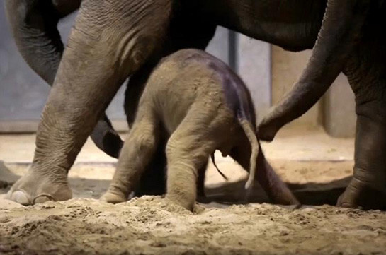 Слонёнок учится ходить (Видео)