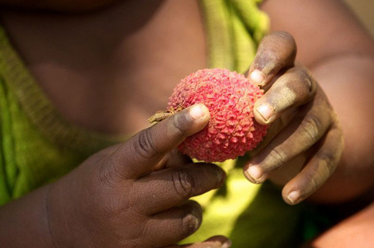 В Индии более 50 детей умерли после употребления в пищу плодов личи