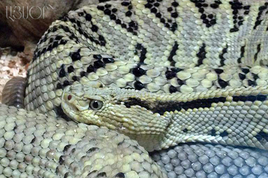 Հունիսի 13-ի դրությամբ Արցախում արձանագրվել է օձի խայթոցի 9 դեպք
