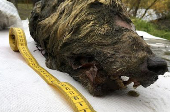 Յակուտիայում հայտնաբերվել է հնադարյան գայլի գանգ (Տեսանյութ)