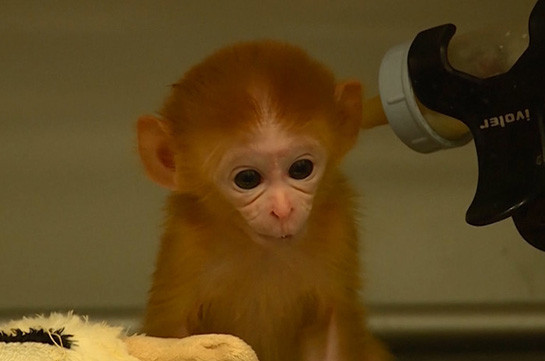 Թոշակառու պրիմատները. ԱՄՆ-ում լաբորատոր կապիկների համար ապաստարան է բացվել (Տեսանյութ)