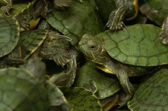 Malaysia seizes thousands of smuggled turtles at airport