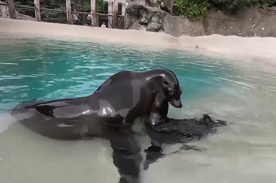 Морской львёнок в чикагском зоопарке (Видео)