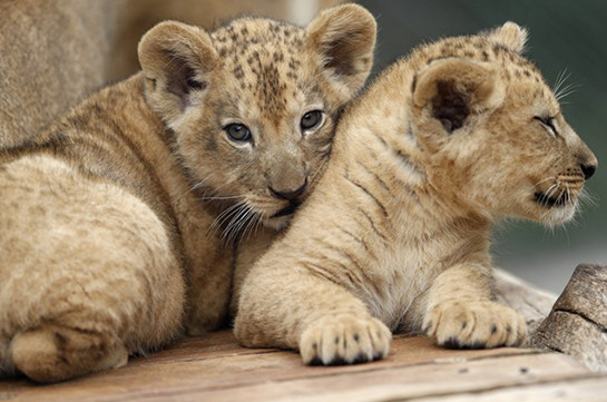 Берберских львят показали в чешском зоопарке (Видео)