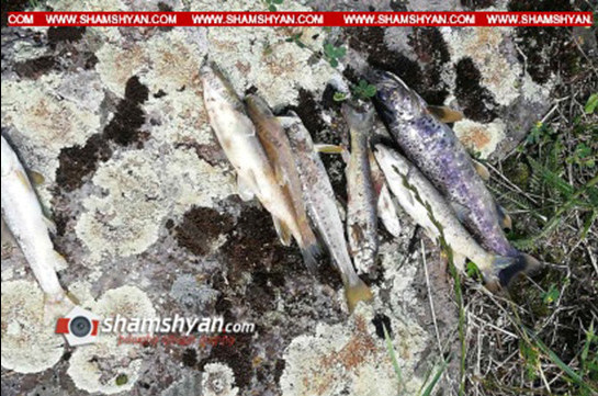 Մինչ որոշ մարդիկ արհեստական աղմուկ են բարձրացնում, թե Սևանում լողալը վտանգավոր է, Չքնաղ գետում հայտնաբերվել են մեծ թվով սատկած ձկներ. Shamshyan.com