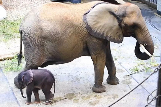 Новый слонёнок в Шёнбруннском зоопарке  (Видео)