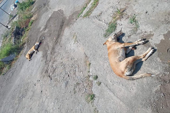 Կենդանիների դաժան սպանդ՝ Էջմիածնում, սպանվել են նաև քաղաքապետարանի կողմից ստերջացված շներ. Econews.am