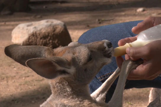 В Мексике сотрудница зоопарка «удочерила» детёныша кенгуру (Видео)