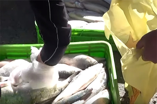 Руководители ряда филиалов ГНКО «Национальный парк Севан» в обмен на взятку разрешили незаконный улов рыбы