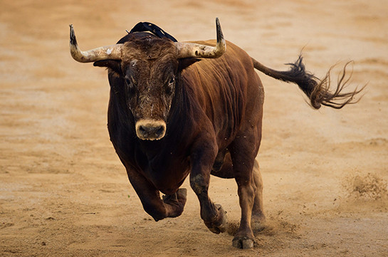 В пригороде Парижа бык сбежал со скотобойни