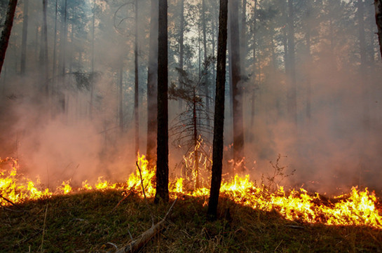 Число лесных пожаров в Иркутской области сократилось, но площадь выросла