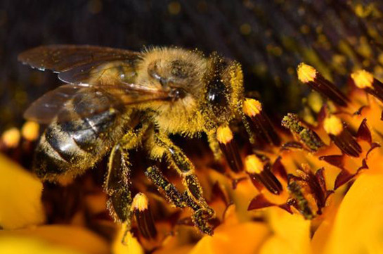 Why 500 million bees have died in Brazil in three months