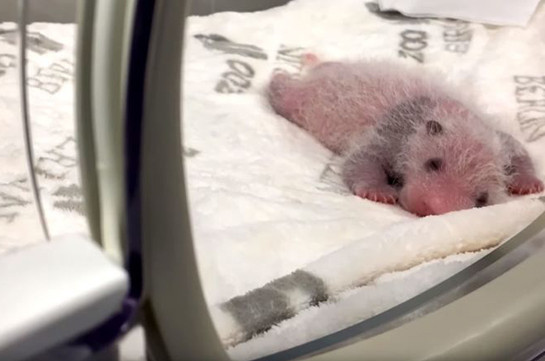 Мамина радость: Берлинский зоопарк показал двухнедельных детёнышей панды (Видео)