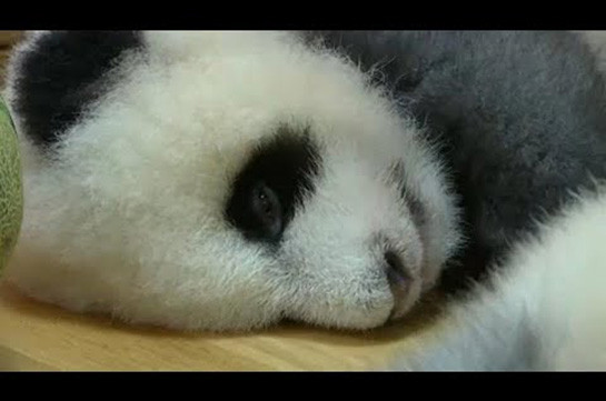 Неторопливая серая панда стала звездой зоопарка. Видео
