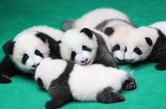 Семь новорожденных детенышей панд впервые были показаны публике в Юго-Западном Китае (Видео)