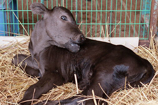 Ճապոնիայում սատկել է աշխարհում առաջինը կլոնավորված զույգ կովերից մեկը